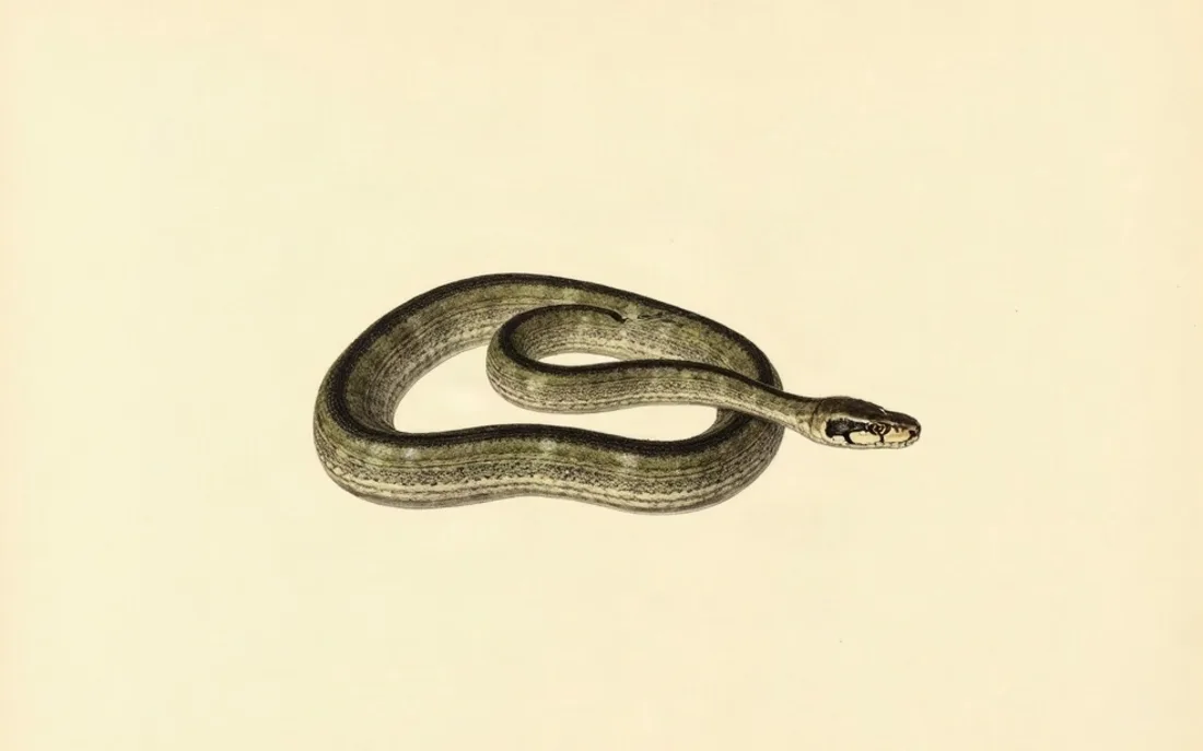 Tavola naturalistica: Biscia arrotolata su se stessa.