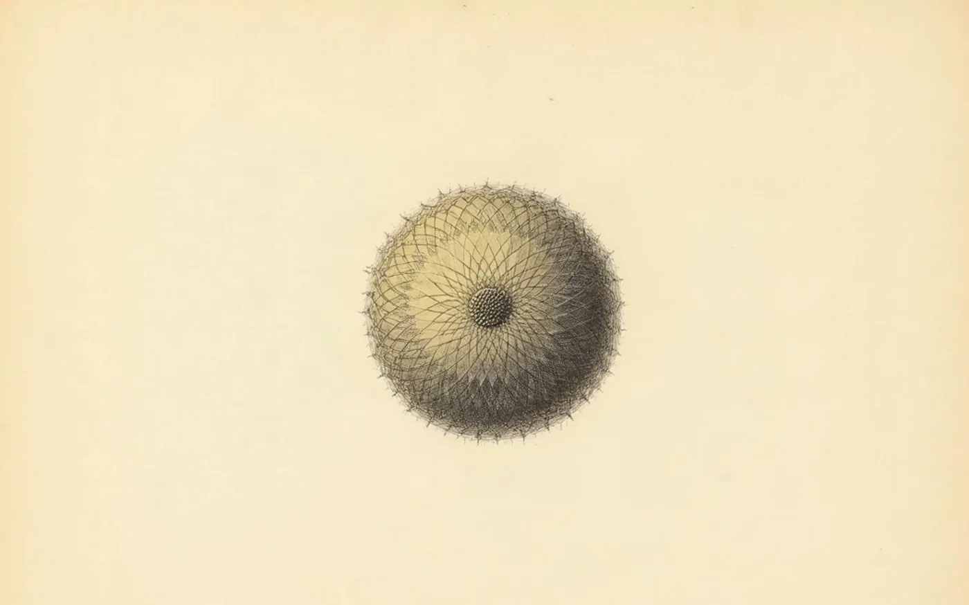 Radiolaria, radiolario